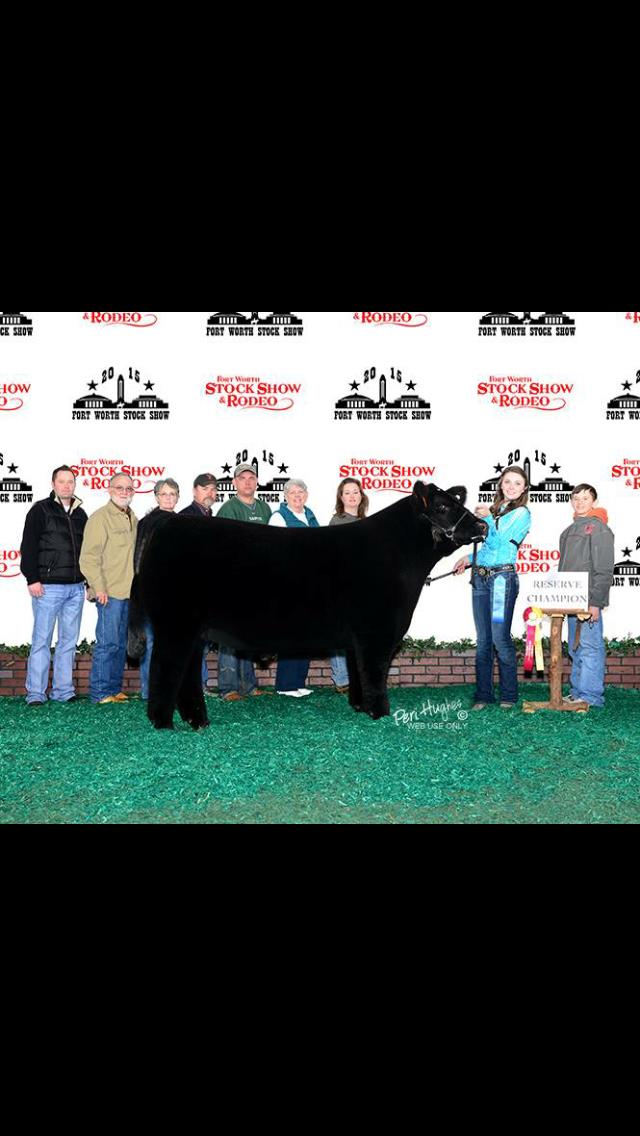 Lilly Steer Pic